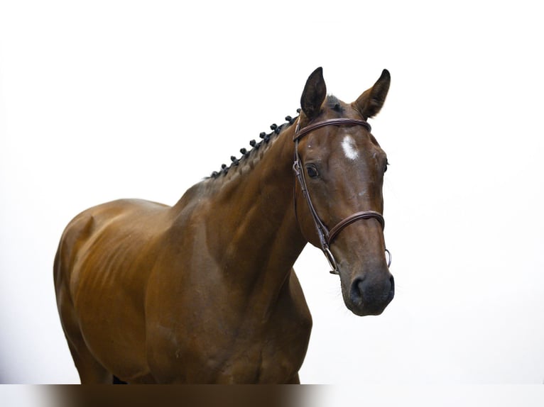 Zangersheider Hongre 5 Ans 169 cm Bai in Waddinxveen