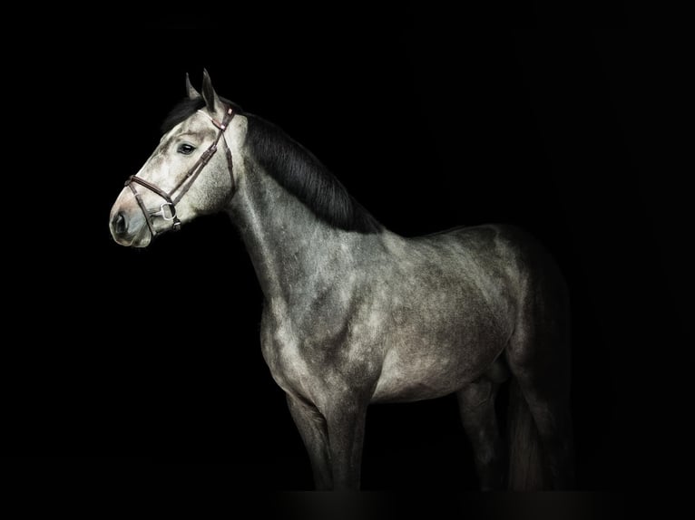 Zangersheider Hongre 5 Ans 169 cm Gris in GROTE-BROGEL