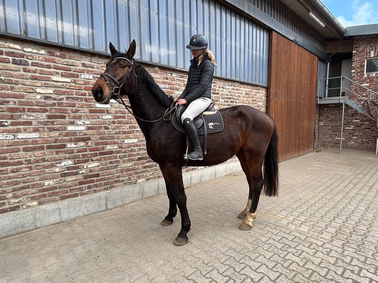 Zangersheider Hongre 5 Ans 170 cm Bai in Grevenbroich