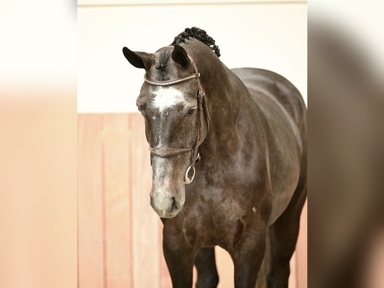 Zangersheider Hongre 5 Ans 170 cm  in Bladel