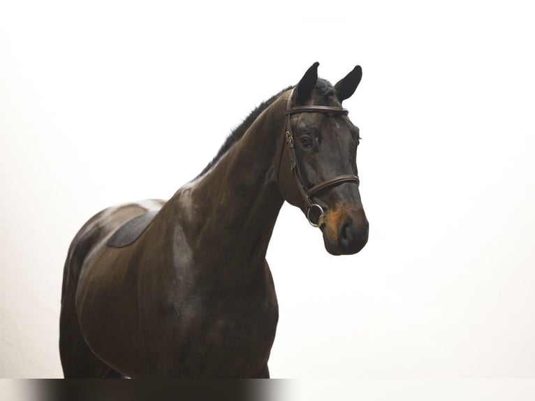 Zangersheider Hongre 5 Ans 170 cm in Waddinxveen