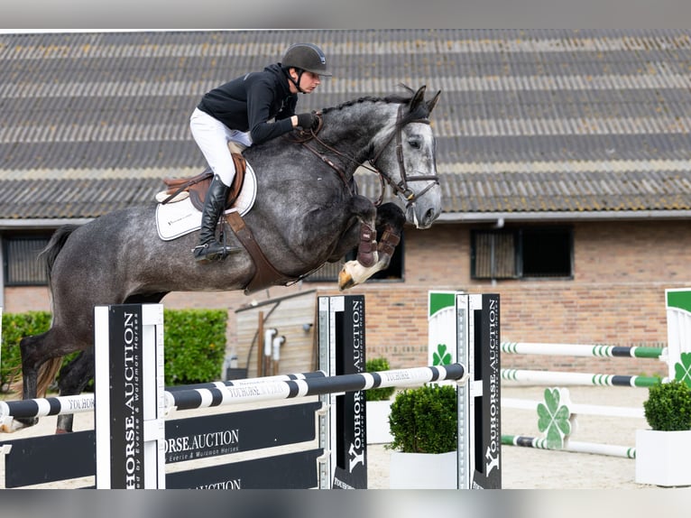 Zangersheider Hongre 5 Ans 170 cm Gris in Waddinxveen