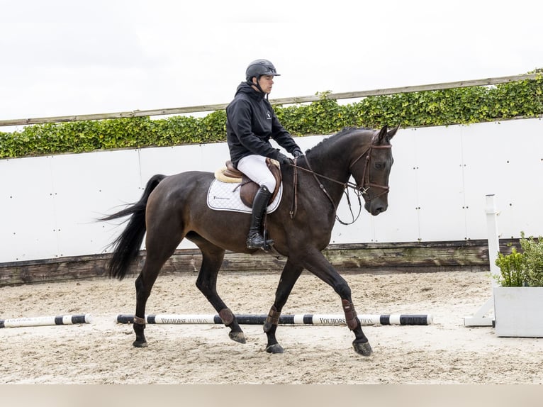 Zangersheider Hongre 5 Ans 171 cm Bai brun in Waddinxveen