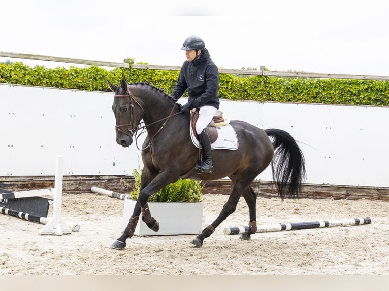 Zangersheider Hongre 5 Ans 171 cm Bai brun in Waddinxveen