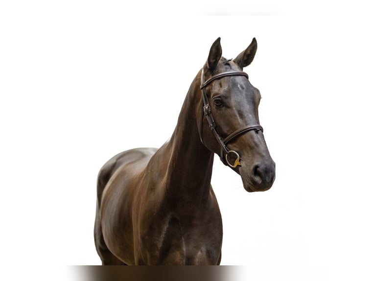 Zangersheider Hongre 5 Ans 171 cm Bai brun in Waddinxveen