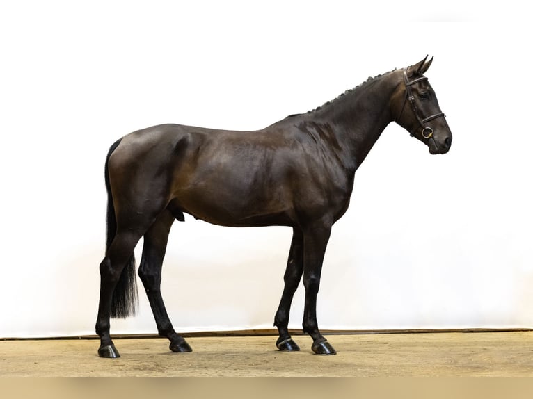 Zangersheider Hongre 5 Ans 171 cm Bai brun in Waddinxveen
