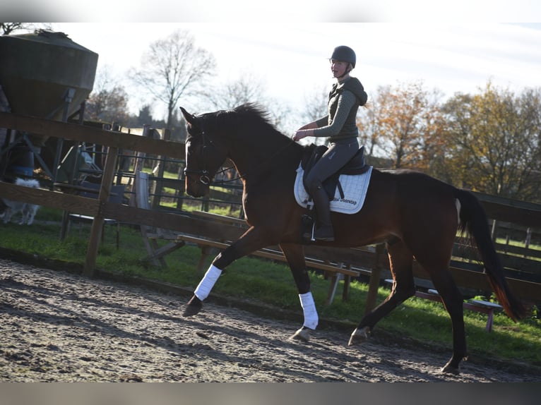 Zangersheider Hongre 5 Ans 172 cm Bai brun in Achtmaal