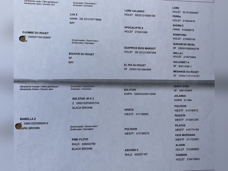 Zangersheider Hongre 5 Ans 172 cm Bai brun in Kevelaer