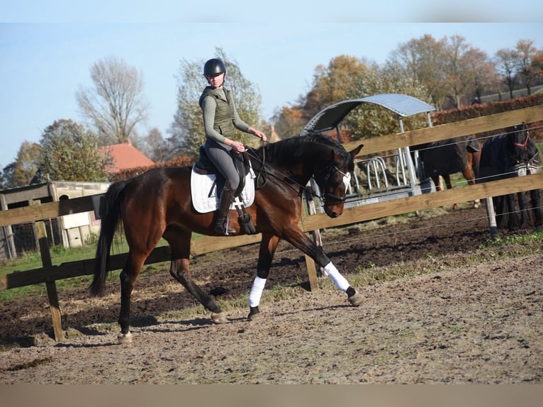 Zangersheider Hongre 5 Ans 172 cm Bai brun in Achtmaal