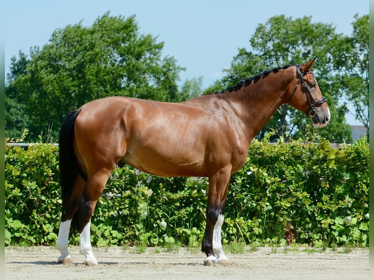Zangersheider Hongre 5 Ans 172 cm Bai in Breda