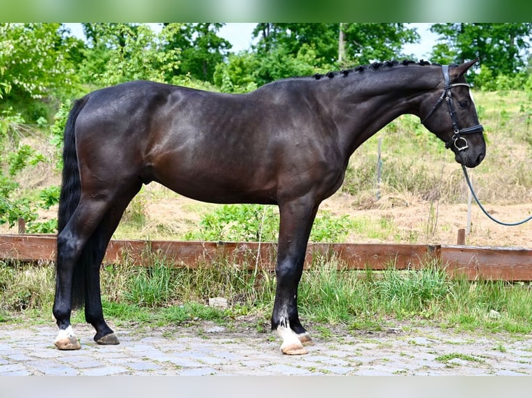 Zangersheider Hongre 5 Ans 172 cm Noir in Brno