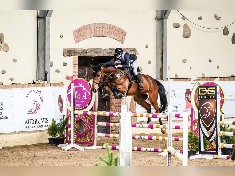 Zangersheider Hongre 5 Ans 173 cm Bai cerise in Ventspils