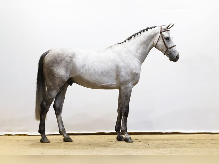 Zangersheider Hongre 5 Ans 173 cm Gris in Waddinxveen