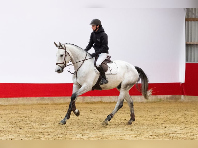 Zangersheider Hongre 5 Ans 173 cm Gris in Waddinxveen