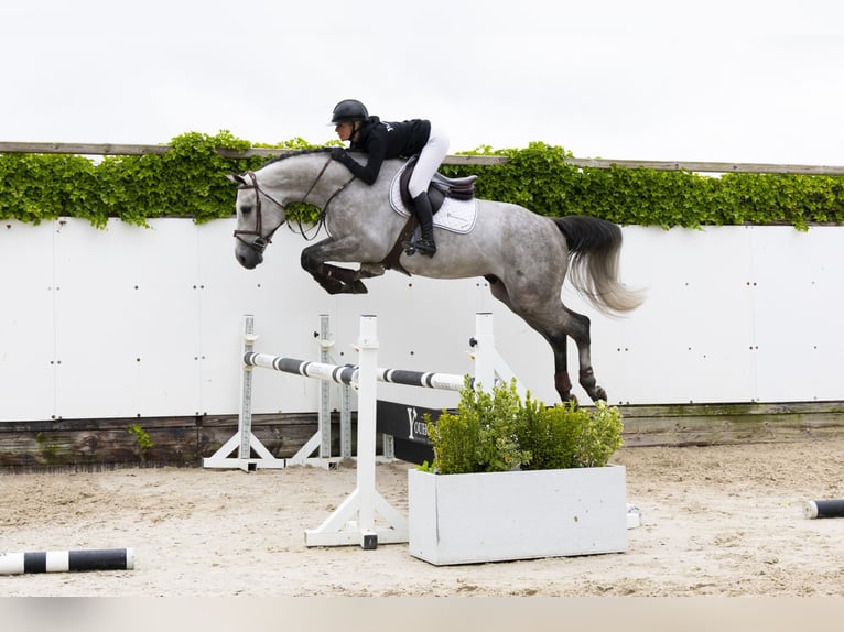 Zangersheider Hongre 5 Ans 173 cm Gris in Waddinxveen