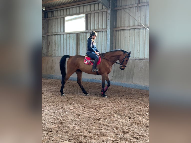 Zangersheider Hongre 5 Ans 174 cm Bai in Wörrstadt