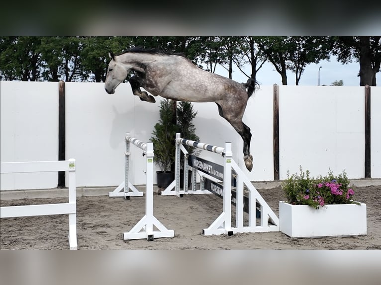 Zangersheider Hongre 5 Ans 174 cm Gris in Heeswijk-Dinther