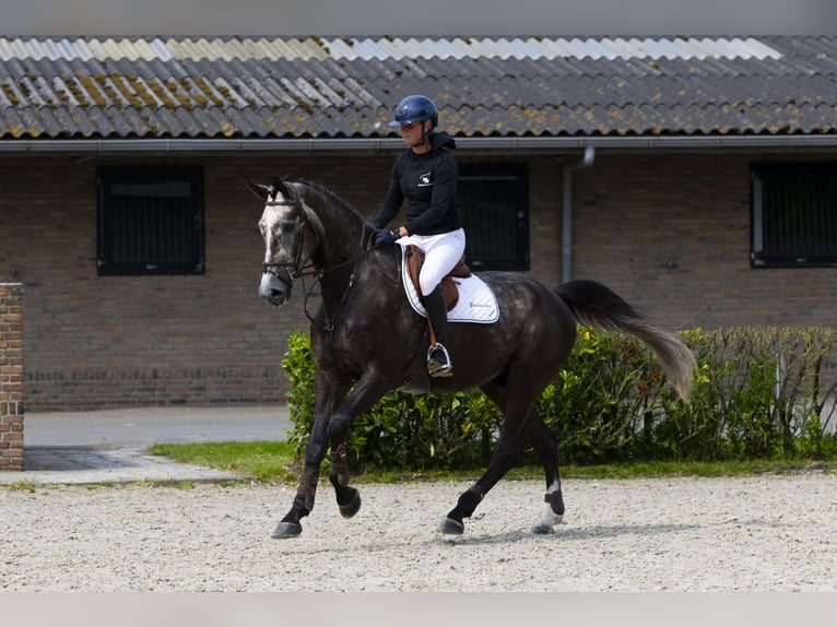 Zangersheider Hongre 5 Ans 175 cm Alezan brûlé in Waddinxveen