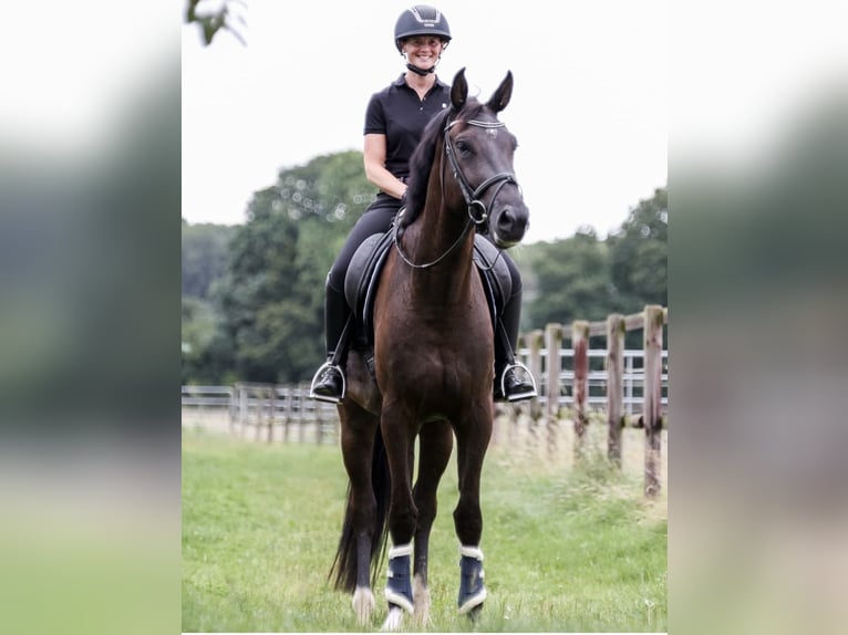 Zangersheider Hongre 5 Ans 175 cm Noir in M&#xFC;nster