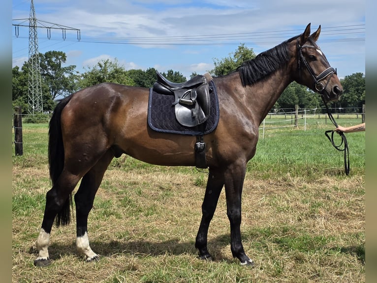 Zangersheider Hongre 5 Ans 176 cm Bai brun in Wachtendonk