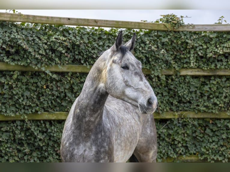 Zangersheider Hongre 5 Ans 176 cm Bai brun in Waddinxveen