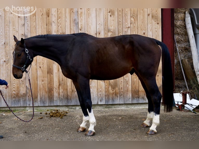 Zangersheider Hongre 5 Ans 178 cm Bai in Courroux