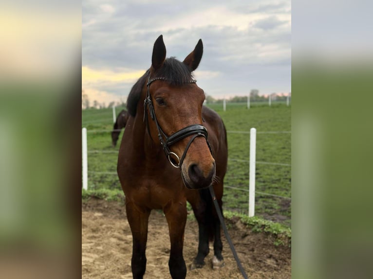 Zangersheider Hongre 5 Ans 180 cm Bai brun in Czerniewo