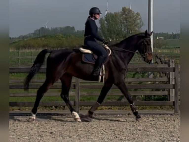 Zangersheider Hongre 5 Ans 180 cm Bai brun in Melsele