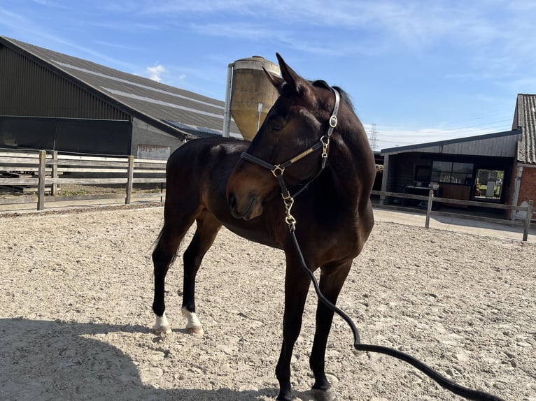Zangersheider Hongre 5 Ans 180 cm Bai brun in Melsele
