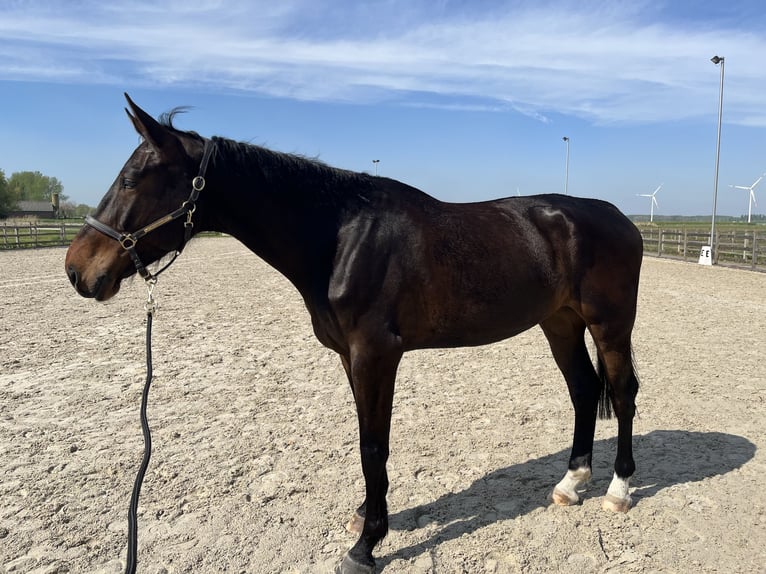 Zangersheider Hongre 5 Ans 180 cm Bai brun in Melsele