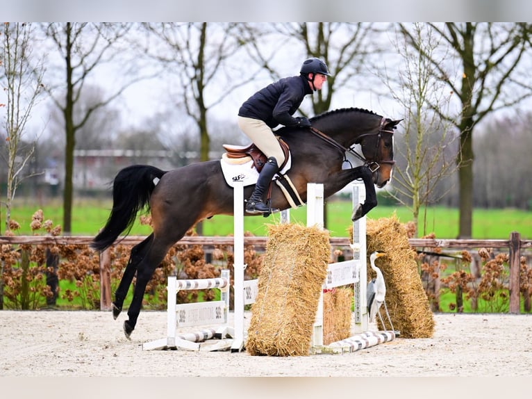 Zangersheider Hongre 5 Ans Bai brun in Bladel