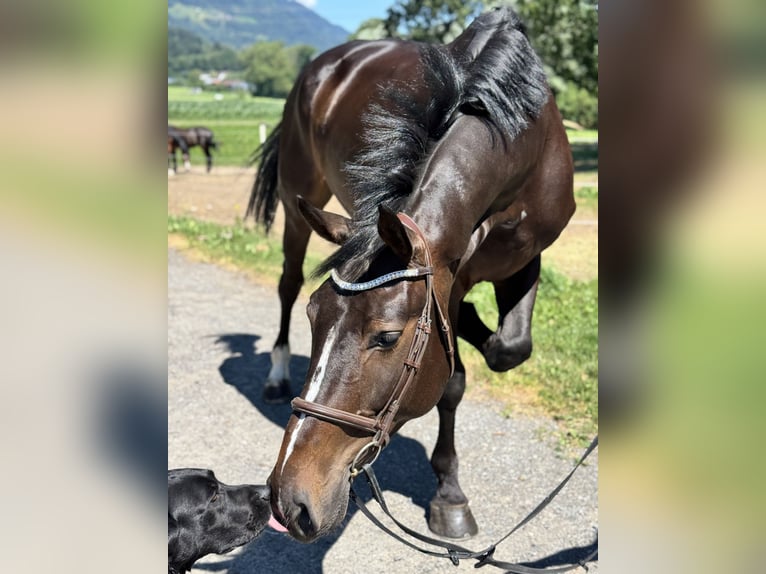 Zangersheider Hongre 5 Ans Bai brun foncé in Schlins