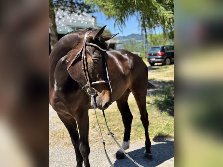 Zangersheider Hongre 5 Ans Bai brun foncé in Schlins