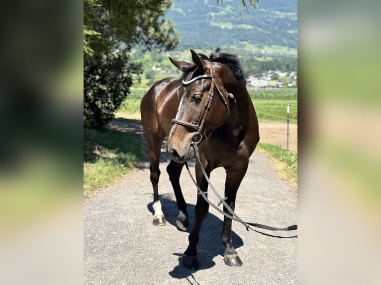 Zangersheider Hongre 5 Ans Bai brun foncé in Schlins