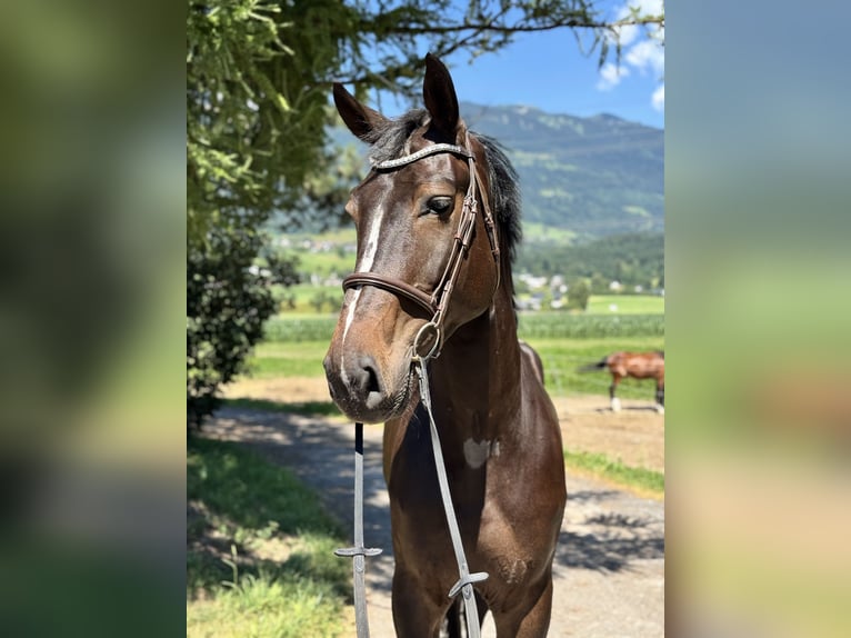 Zangersheider Hongre 5 Ans Bai brun foncé in Schlins