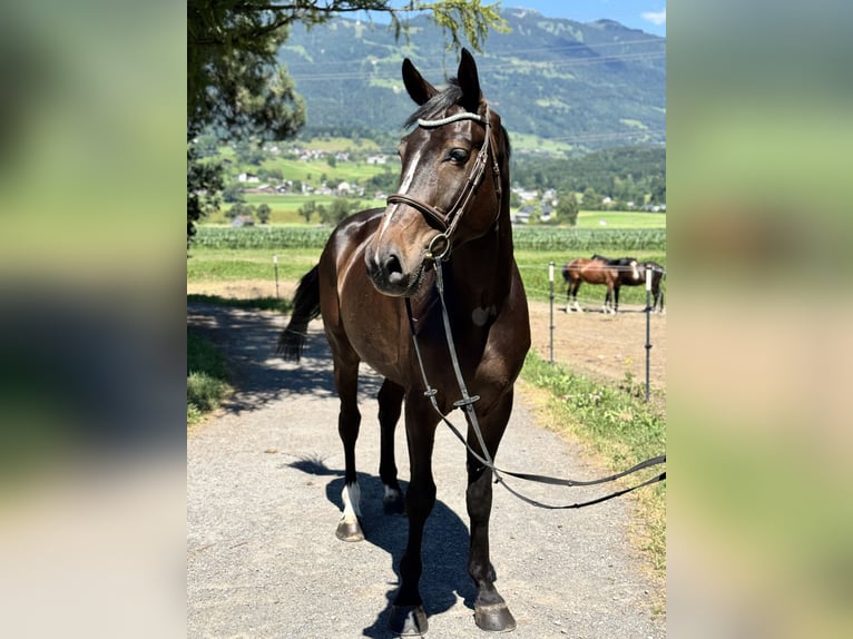 Zangersheider Hongre 5 Ans Bai brun foncé in Schlins