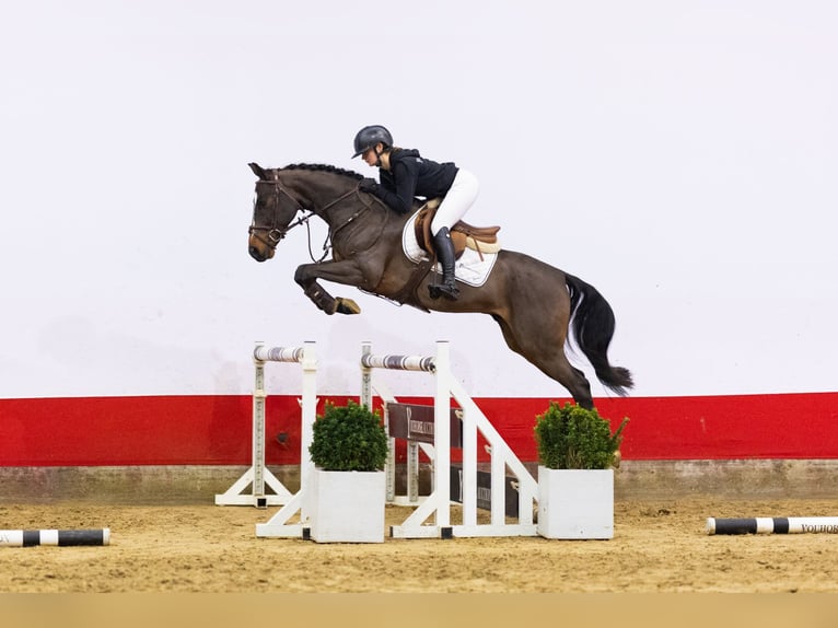Zangersheider Hongre 6 Ans 148 cm Bai brun in Waddinxveen