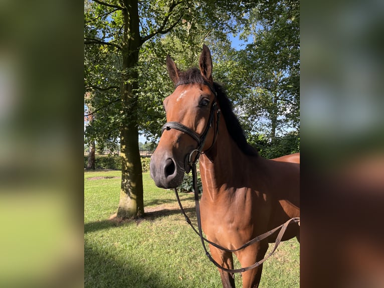 Zangersheider Hongre 6 Ans 165 cm Bai in Bergeijk