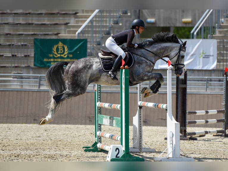 Zangersheider Hongre 6 Ans 165 cm Gris in Heves