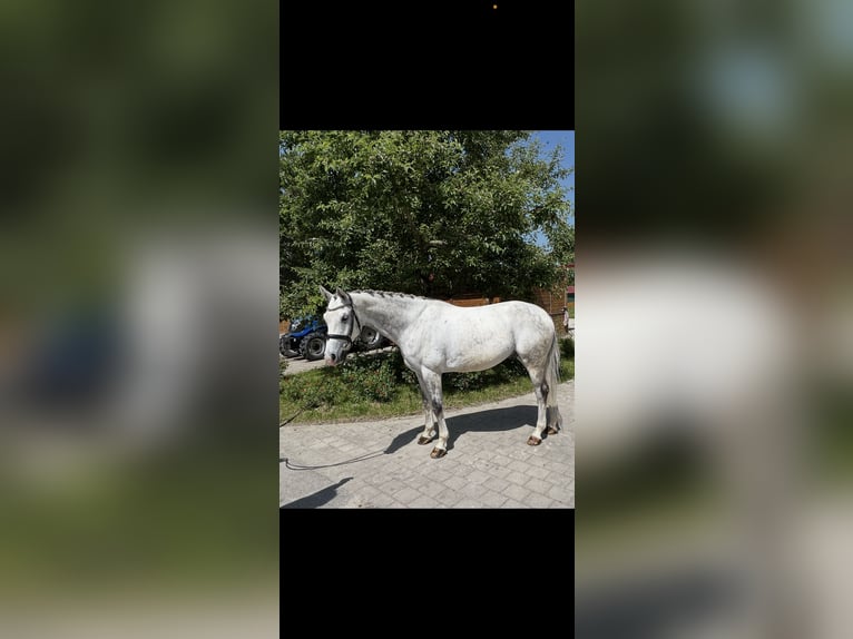 Zangersheider Hongre 6 Ans 166 cm Gris pommelé in Bad W&#xF6;rishofen