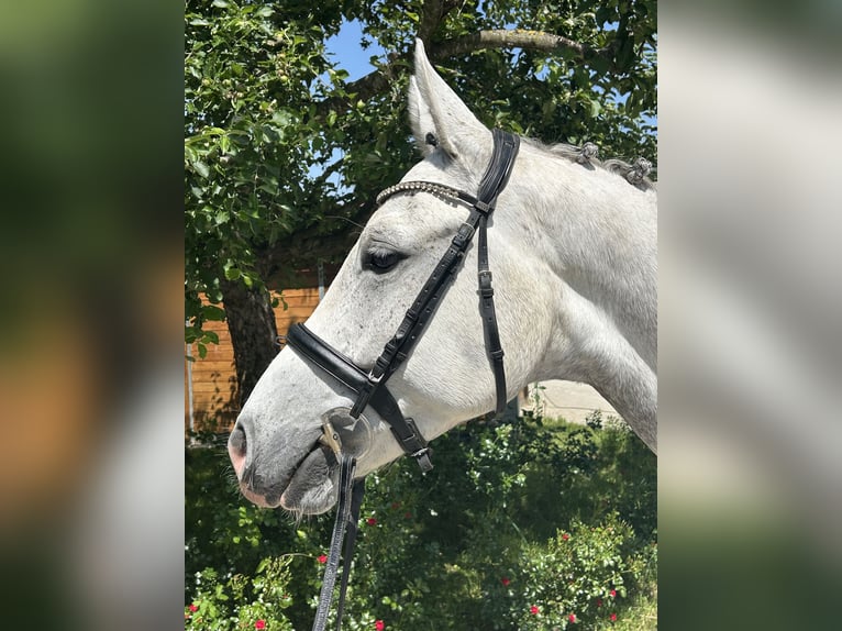 Zangersheider Hongre 6 Ans 166 cm Gris pommelé in Bad W&#xF6;rishofen