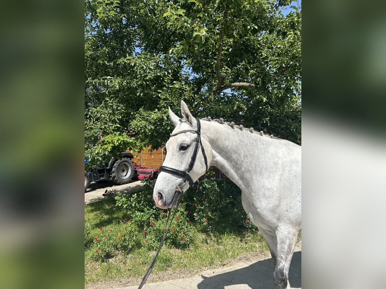 Zangersheider Hongre 6 Ans 166 cm Gris pommelé in Bad W&#xF6;rishofen