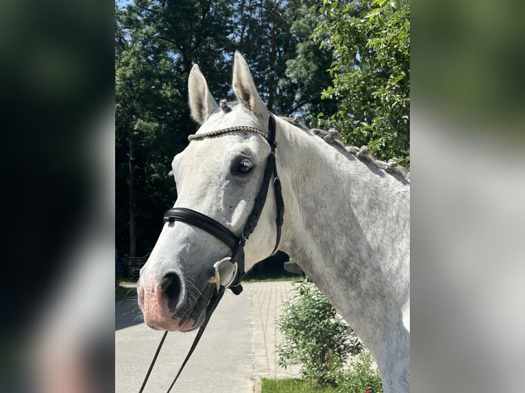 Zangersheider Hongre 6 Ans 166 cm Gris pommelé in Bad W&#xF6;rishofen