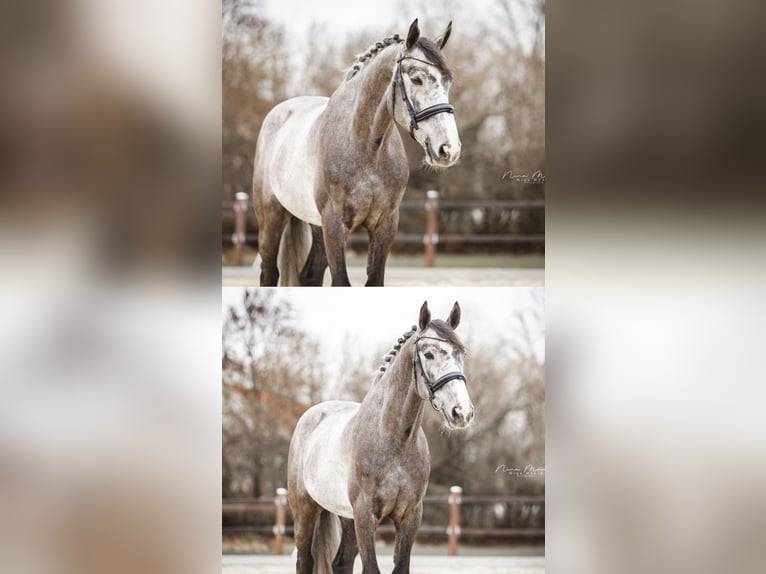 Zangersheider Hongre 6 Ans 166 cm Gris pommelé in Kümmersbruck