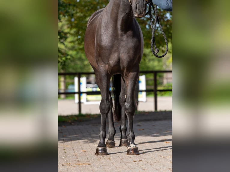 Zangersheider Hongre 6 Ans 166 cm Noir in Kaulille
