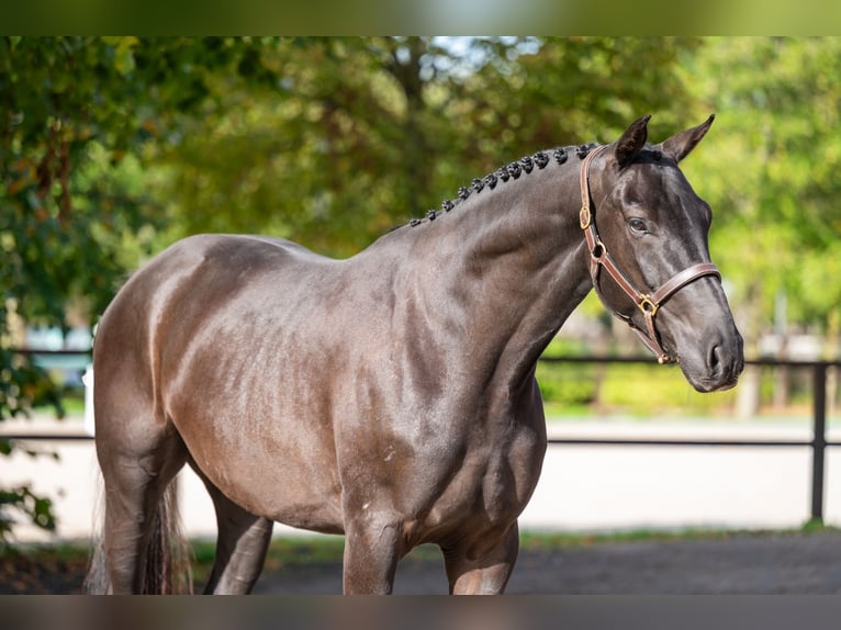 Zangersheider Hongre 6 Ans 166 cm Noir in Kaulille