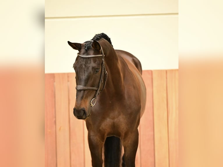 Zangersheider Hongre 6 Ans 167 cm Bai brun in Bladel