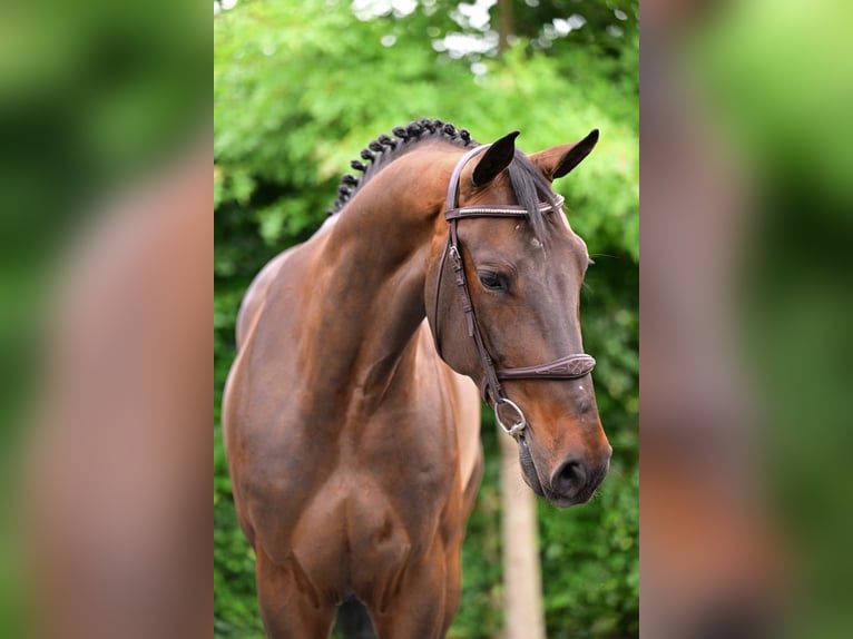 Zangersheider Hongre 6 Ans 167 cm Bai in Bladel