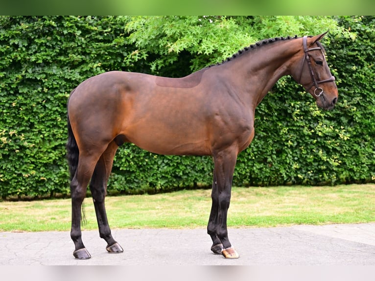 Zangersheider Hongre 6 Ans 167 cm Bai in Bladel
