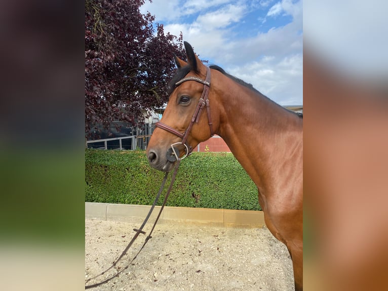 Zangersheider Hongre 6 Ans 167 cm Bai in Willich